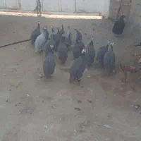مرغ مصری یا مرغ شاخدار