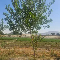 باغ مجوز فنس|فروش زمین و ملک کلنگی|اصفهان, ارداجی|دیوار