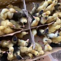 اردک پکنی یک|حیوانات مزرعه|امیدیه, |دیوار