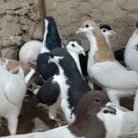 رنگه دانه ۱۸۰