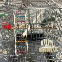 طوطی برزیلی سبز ماده باهوش با لوازم و قفس|پرنده|آفتاب, |دیوار