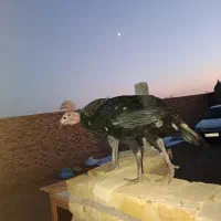 بوقلمون