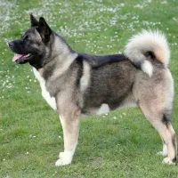 مولد ماده سگ امریکن آکیتا با تضمین سگ‌ زیبا و گارد|سگ|محمدشهر, عباس آباد|دیوار