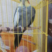 عروس هلندی یک جفت|پرنده|مشگین شهر, |دیوار