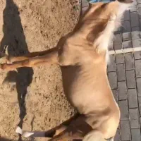 کره اسب آخال تکه