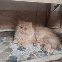 واگذاری گربه پرشین نر