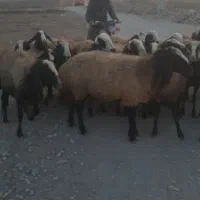 میش اصیل چا