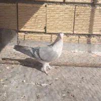 کبوتر دمگیر خرقه|پرنده|اصفهان, قهاب جنوبی|دیوار