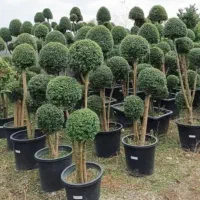 باغبانی . دیواررسبز. روفگاردن. ویزیت حضوری