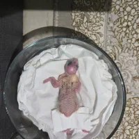 واگذاری جوجه عروس سرلاکی