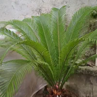 سالم و زیبا|گل و گیاه طبیعی|رشت, نیکمرام|دیوار