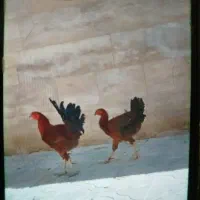 خروس و مرغ