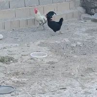 فروش فوری مرغ وخروس