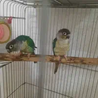 جفت گرینچیک تراکوییس یلوساید بالغ اماده مست|پرنده|گلستان (تهران), |دیوار