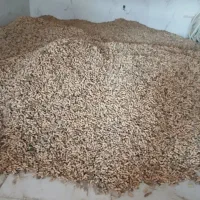 بادام زمینی گلی وترکیه