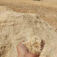 کاه گندم سفید