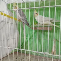 عروس‌هلندی