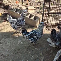 فروش تخم مرغ و مرغ گلین لری|حیوانات مزرعه|گرگان, |دیوار