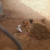 خروس بوقلمون ماده