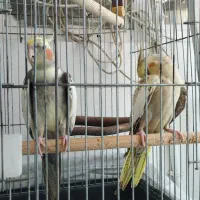 عروس هلندی|پرنده|گلستان (تهران), |دیوار