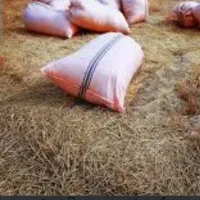کاه گندم کردستان