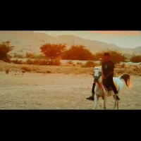 فروش اسب نریون نژاد ترک|اسب و تجهیزات اسبسواری|گله دار, |دیوار