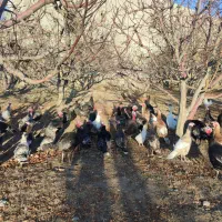 بوقلمون طبیعی