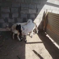 سه راس بره چینی درجه یک|حیوانات مزرعه|زرند, |دیوار