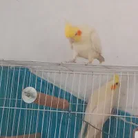 عروس هلندی کاملا سالم وجوان|پرنده|گلبهار, نوبهار|دیوار