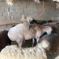 حراجی گوسفند زنده بدون  رقیب در قیمت