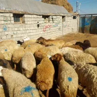 گوسفند جوان از ۸۰۰۰ تا ۱۳ میلیون