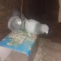 نر وماده پلاکی