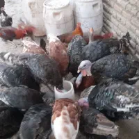 فروش بقلمون
