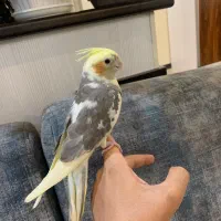 عروس هلندی نردوکت ابلغ بدون قفس معاوضه ندارم|پرنده|تهران, شیخ هادی|دیوار