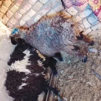 دو عدد بره تکی هم داده میشه فروش فوری سریع|حیوانات مزرعه|زاهدان, |دیوار