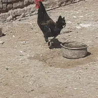 خروس محلی سیاه