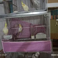 جفت عروس هلندی دوکت رام دستی|پرنده|گنبد کاووس, |دیوار