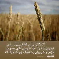 اجاره ۷۰ هکتار دیمی در شهر فرمهین
