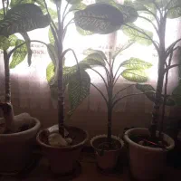 این گل از ۳ سال دارم دیگه نمیخوامش