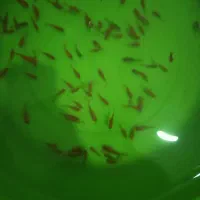 ماهی قرمز عید