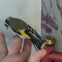 سهره نر دستی