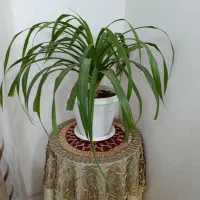 فروش گل طبیعی