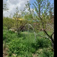 فروش قطعه باغ در یکان