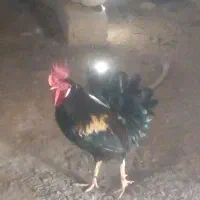خروس یکساله
