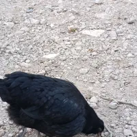 فروش و معاوضه مرغ جهادی کپ شوباغاز|حیوانات مزرعه|اصفهان, محمودآباد|دیوار