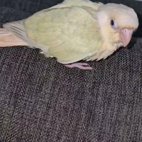 مونچیک . گرینچیک