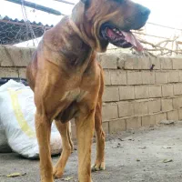 سگ گم شده.|سگ|گنبد کاووس, |دیوار