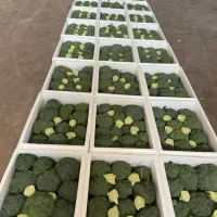 تامین کنند انواع  محصولات کشاورزی صیفی جات