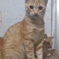 گربه واگذاری