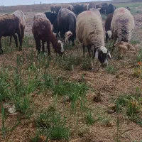 میش بره دار